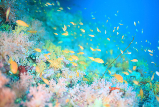 究極の海中世界がここにある 海の碧 輝くサンゴが美しいモルディブの海中散歩 ダ ヴィンチweb