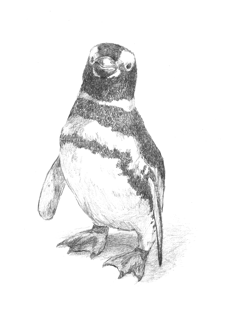 一羽のペンギンを救った若き教師の感動実話 トム ミッチェル著 矢沢聖子訳 人生を変えてくれたペンギン 海辺で君を見つけた日 3枚目 全4枚 3847 ダ ヴィンチweb