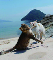 ネコも毎日必死にゃのだ―沖昌之さんの写真集『必死すぎるネコ』がかわいすぎる！