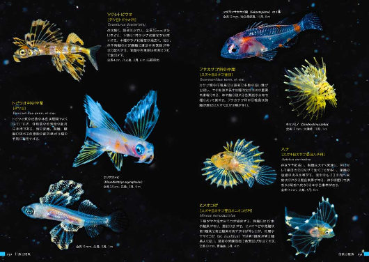 海を漂う美しい浮遊生物の世界へようこそ 未知の生命界 浮遊系 生物図鑑 ダ ヴィンチニュース