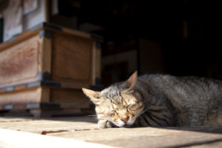 夏目漱石『吾輩は猫である』あらすじ紹介。猫の目から見た人間のおかしさ