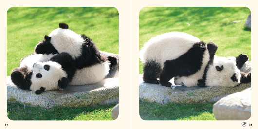 動物画像無料 これまでで最高のパンダ 写真 集