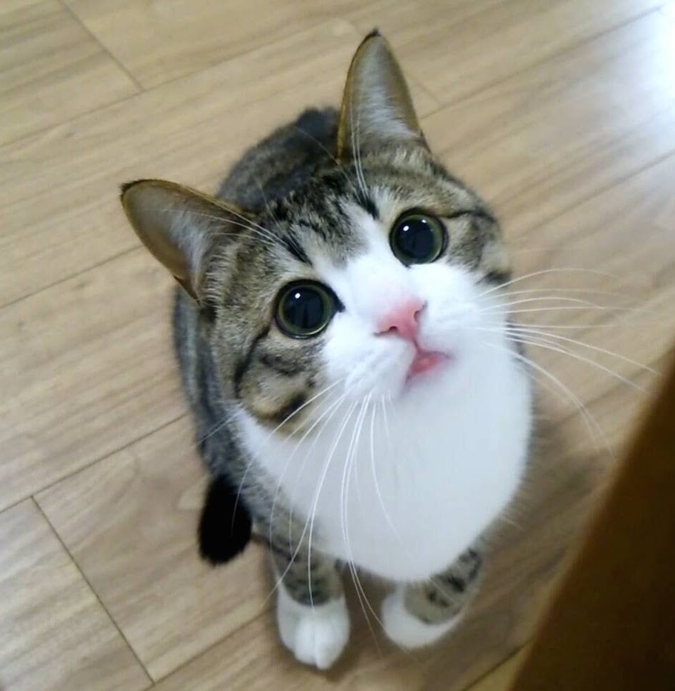 日本一人気の猫が教える 幸せをつかむ生き方 ダ ヴィンチweb