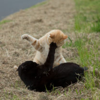 残念なネコの姿に思わずクスリ… ネコ写真家の沖昌之氏の写真展が開催！