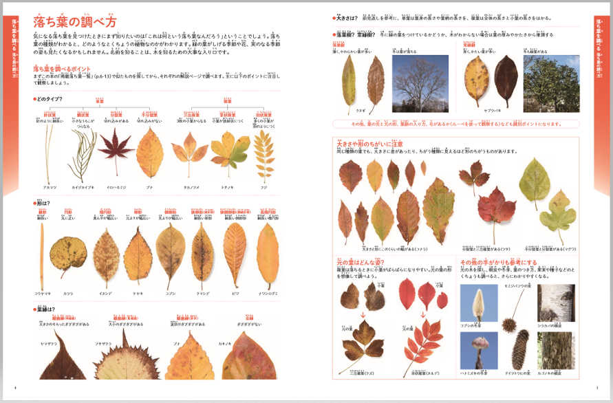 紅葉シーズンが終わってもずっと楽しめる 足元の落ち葉の名前が全てわかる図鑑 ダ ヴィンチweb