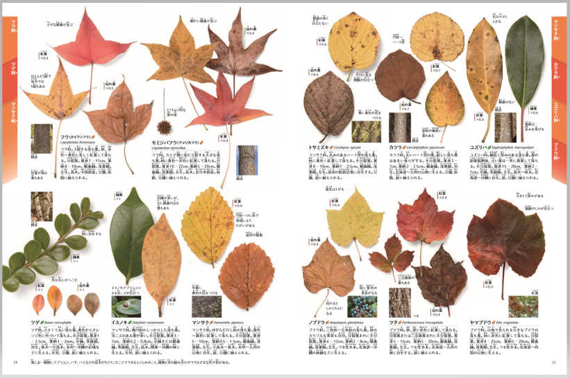 紅葉シーズンが終わってもずっと楽しめる 足元の落ち葉の名前が全てわかる図鑑 ダ ヴィンチニュース