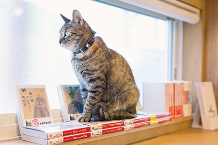 Cat’s Meow Books