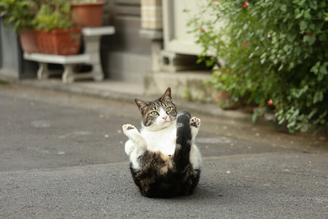 ちょっとヌケている猫たちが笑顔にしてくれる 猫写真家 沖昌之さんが激写した自由気ままな猫の姿 ダ ヴィンチニュース