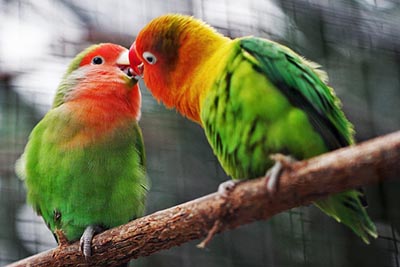 無駄にセックスをするのは人間だけ 鳥と人間の離婚率を比べてみると 動物と人間を全比較 ダ ヴィンチニュース