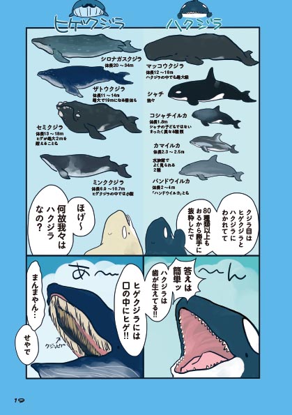 意外 イルカとクジラの違いをくらべてみると 海のどうぶつが