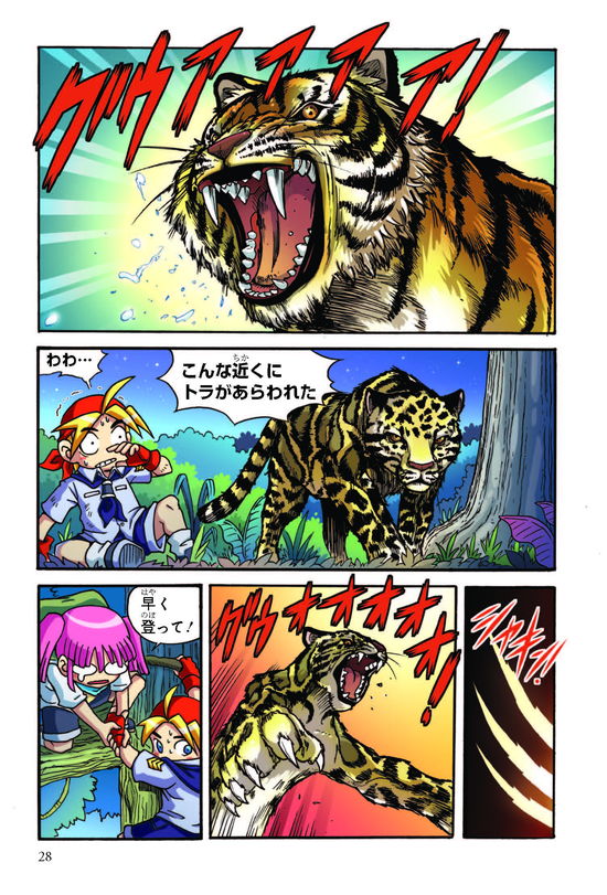 Page 2 2 ヒョウに襲われ大ピンチ さらにトラも現れて どっちが強い ライオンvsトラ 陸の最強王者バトル ダ ヴィンチweb