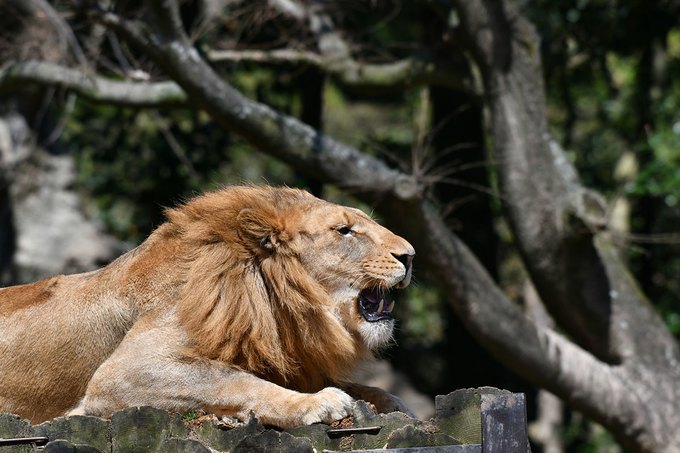 ライオンの別名 獅子 の語源は犬 意外に穏やかな百獣の王の雑学 毎日雑学 ダ ヴィンチweb