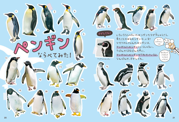 ペンギンは種類ごとに顔が違う フンボルトペンギンの特徴は どうぶつのかお ならべてみた ダ ヴィンチweb