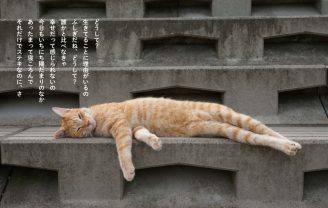 【ネコ画像あり】猫の金言に耳を傾けよ！  及川眠子×沖昌之による優しいけどシビアな猫視点の写真集