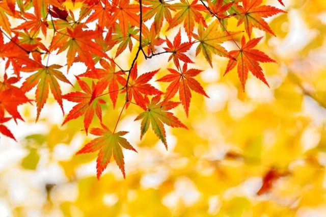 今年の紅葉はどうだった 葉の色が変わるメカニズムとまだ解明されていない謎 毎日雑学 ダ ヴィンチweb