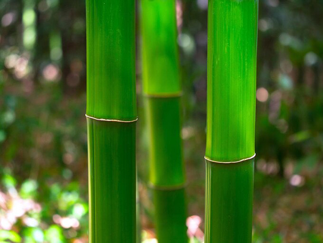 採取チャンスは20日間だけ！ 竹から採れる貴重な水「竹水」の恐るべき効果/毎日雑学