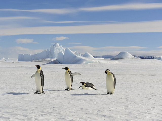 人は、南極では風邪をひかない？/大人の博識雑学クイズ