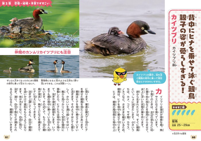 やばすご！ 鳥伝説　鳥たちのビックリ生活 P60-61