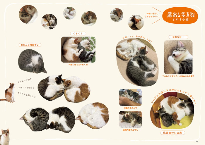 6匹の猫と住職 あるがままに暮らす那須の長楽寺 P96-97