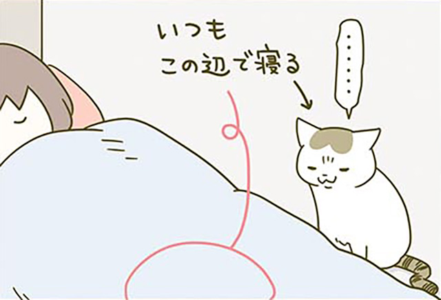暑くなり毛布をはずして寝ていると、「いつもとちがう」とシノさんが大騒ぎ！／うちの猫がまた変なことしてる。2