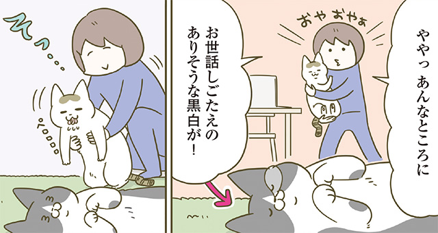 お世話大好きなシノさん。困ったときは、トンちゃんを身代わりに！／うちの猫がまた変なことしてる。5