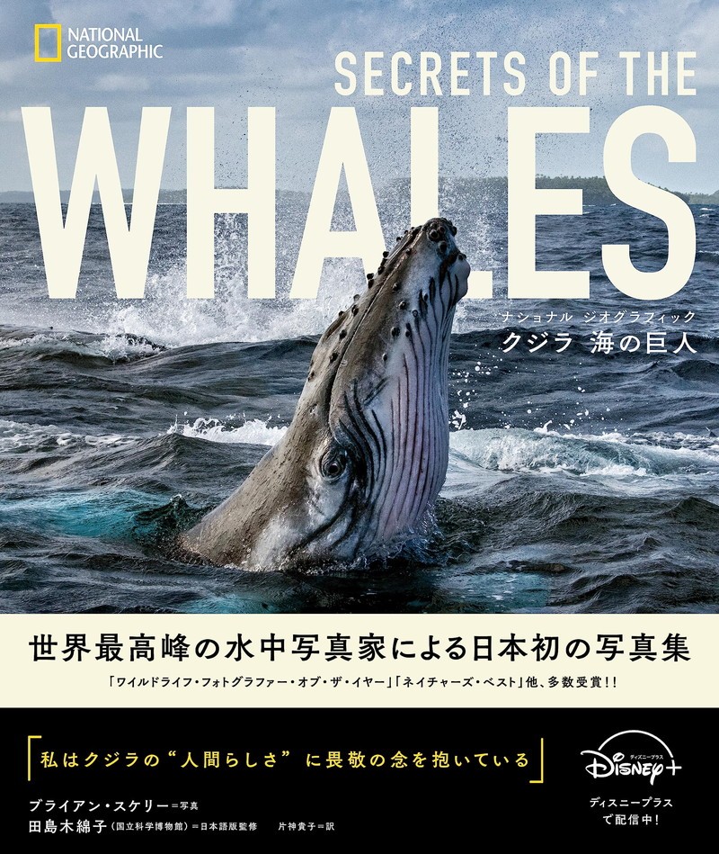 のど自慢大会を開催するクジラ。優勝した曲は6000キロ以上離れた海でも