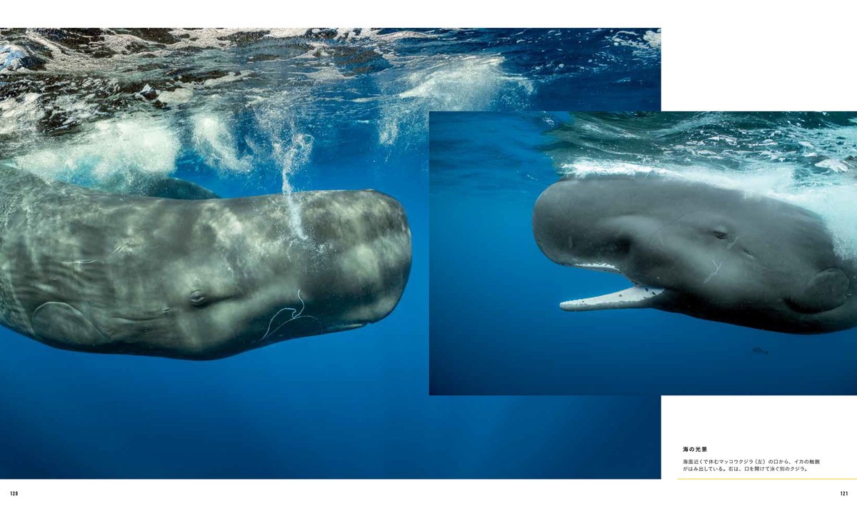 ナショナル ジオグラフィック　クジラ　海の巨人 P120-121
