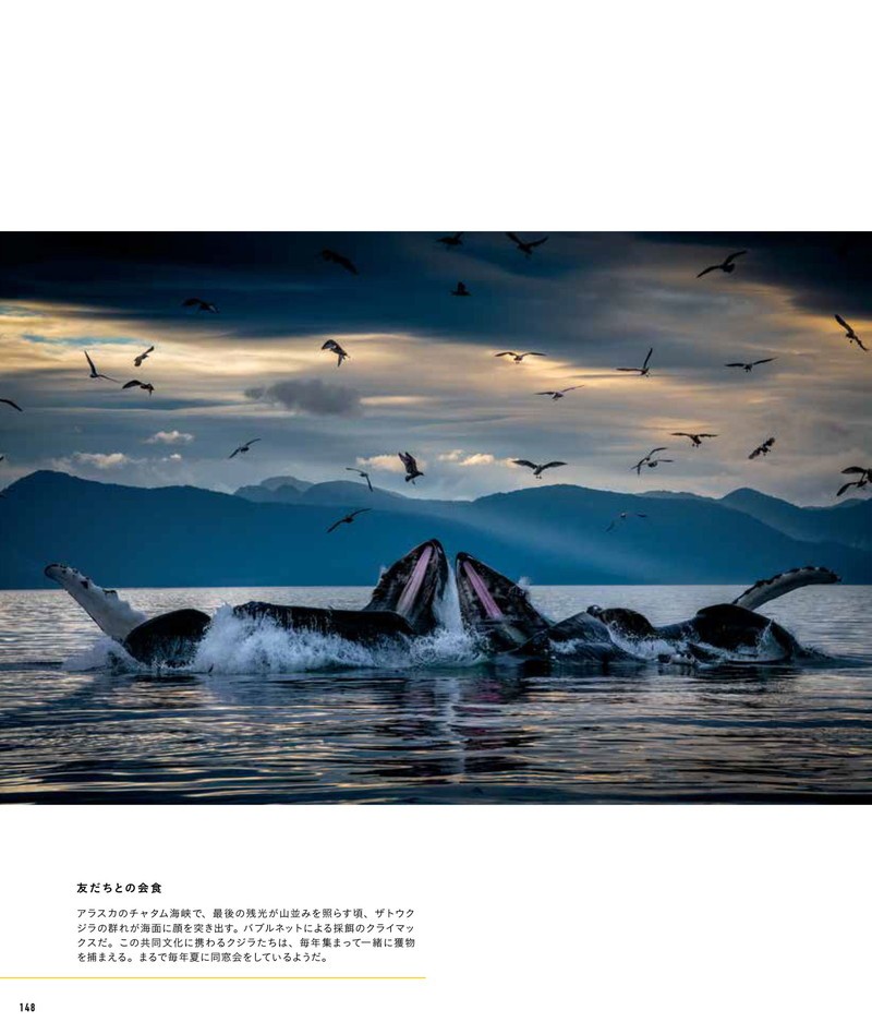 ナショナル ジオグラフィック　クジラ　海の巨人 P148