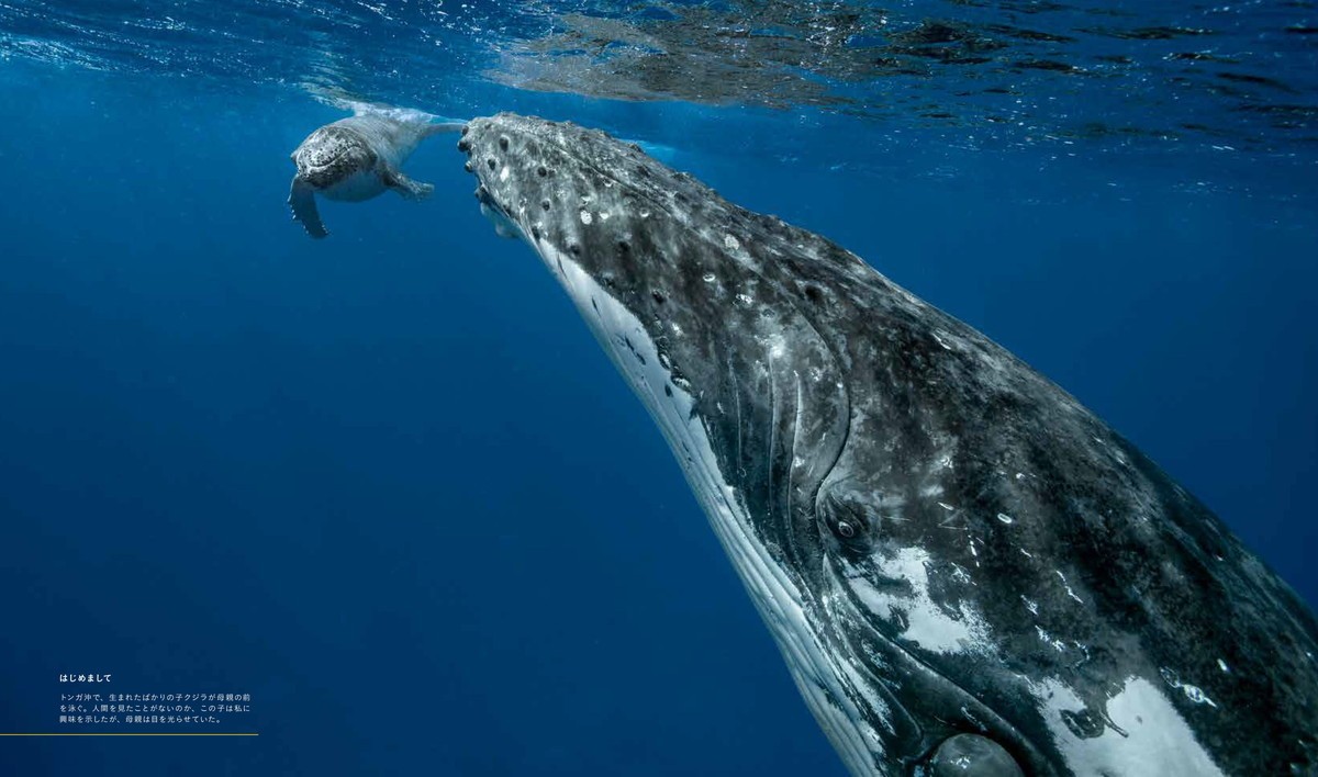 ナショナル ジオグラフィック　クジラ　海の巨人 P150-151