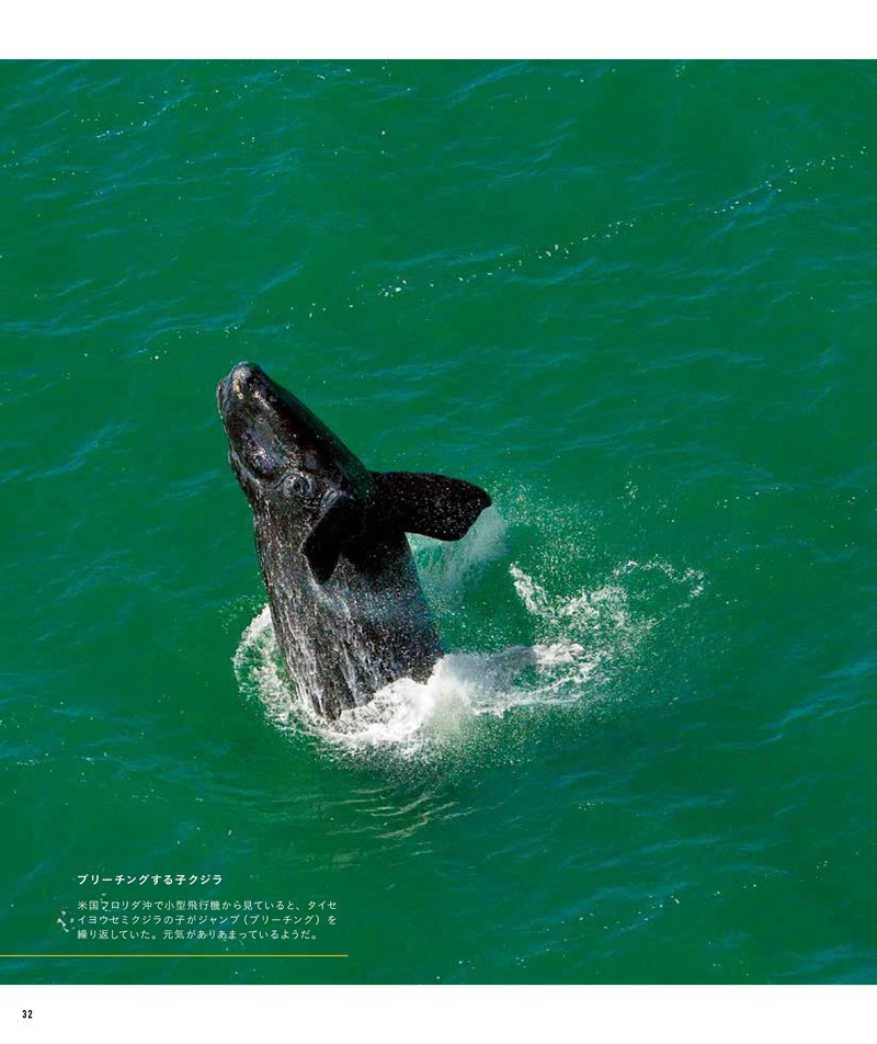 ナショナル ジオグラフィック　クジラ　海の巨人 P32