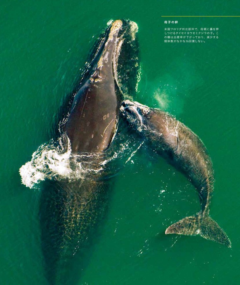 ナショナル ジオグラフィック　クジラ　海の巨人 P33