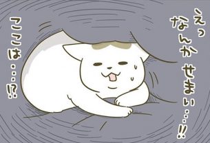 なんかこわい…!? 寝ぼけたシノさんを冷ややかな目で見守るトンちゃん／うちの猫がまた変なことしてる。3