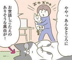シノさんのペロペロ攻撃がハンパない!? しつこく顔を舐められて、集中できない時は…？／うちの猫がまた変なことしてる。5
