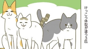 体格差がある3匹の猫。試しに脚の長さを測ってみたら、ぐにゃぐにゃで計測不能だった…／うちの猫がまた変なことしてる。6